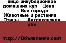 яйцо инкубационное домашних кур › Цена ­ 25 - Все города Животные и растения » Птицы   . Астраханская обл.